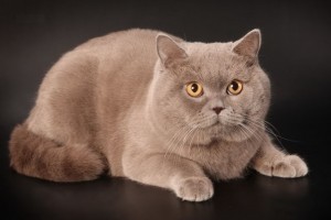 Фото лиловых британцев: взрослые лиловые британские коты и кошки     